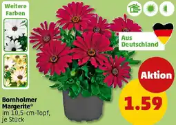 PENNY Bornholmer Margerite Angebot