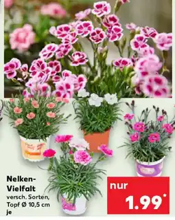 Kaufland Nelken Vielfalt Angebot