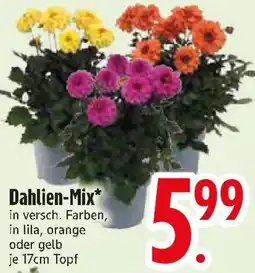 Edeka Dahlien-Mix Angebot