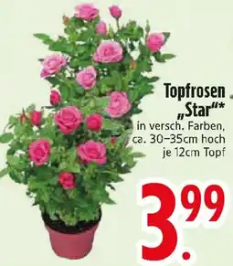 Edeka Topfrosen „Star" Angebot