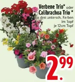 Edeka Verbene Trio oder Calibrachoa Trio Angebot