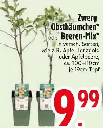 Edeka Zwerg Obstbäumchen oder Beeren-Mix Angebot