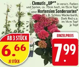 Edeka Clematis „UP” oder Hortensien Sondersorten Angebot