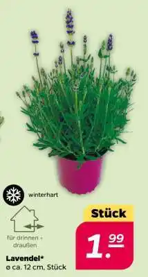 NETTO Lavendel Angebot