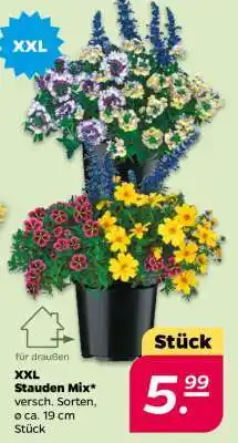 NETTO XXL Stauden Mix Angebot