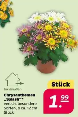 NETTO Chrysanthemen 'Splash' Angebot