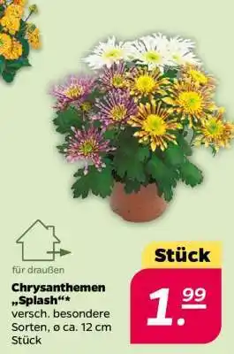 NETTO Chrysanthemen 'Splash' Angebot
