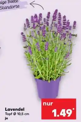 Kaufland Lavendel Angebot