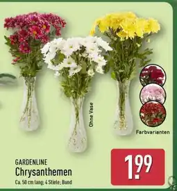 Aldi Nord GARDENLINE Chrysanthemen Angebot