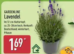 Aldi Nord GARDENLINE Lavendel Angebot