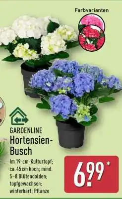 Aldi Nord GARDENLINE Hortensien-Busch Angebot