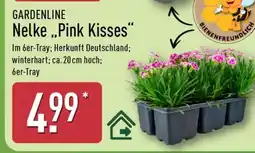 Aldi Nord Nelke „Pink Kisses“ Angebot