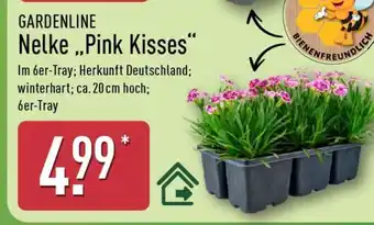 Aldi Nord Nelke „Pink Kisses“ Angebot