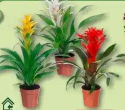 Aldi Nord Gardenline Guzmanie Angebot