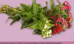 REWE Rewe Regional Bartnelken Angebot