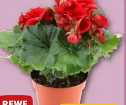 REWE Rewe Beste Wahl Begonie Angebot