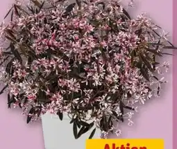 REWE Euphorbia rosa Zauberschnee Angebot