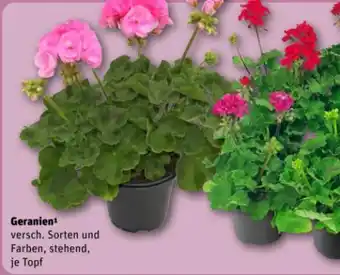 REWE Geranien Angebot