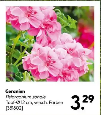 Hellweg Geranien Angebot