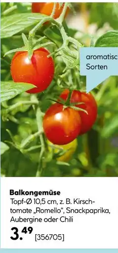 Hellweg Balkongemüse Angebot