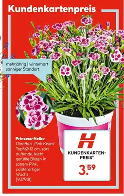 Hellweg Prinzess-nelke dianthus 'pink kisses' Angebot