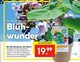 Hellweg Bio-co₂-klimabaum „kiri-baum“ paulownia fortunei tomentosa Angebot