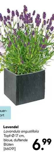 Hellweg Lavendel Angebot