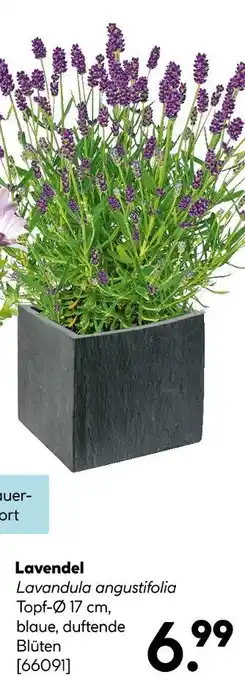 Hellweg Lavendel Angebot