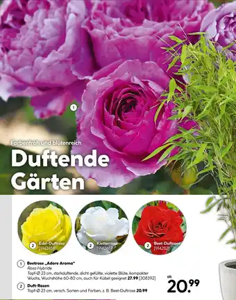Hellweg Beetrose adore aroma oder duft-rosen Angebot