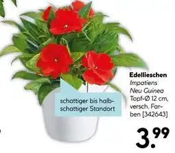 Hellweg Edellieschen Angebot