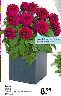 Hellweg Dahlie Angebot