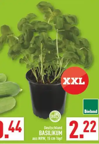Marktkauf Bioland basilikum Angebot