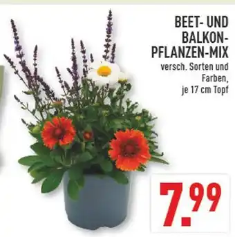 Marktkauf Beet- und balkon-pflanzen-mix Angebot