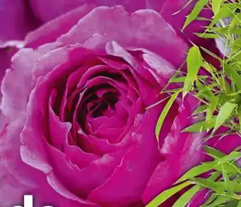 BayWa Beetrose Adore Aroma Angebot