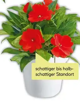 BayWa Edellieschen Angebot