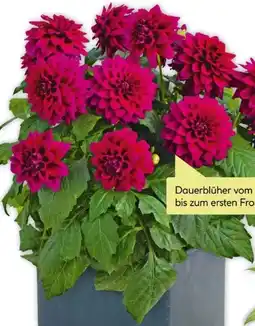 BayWa Dahlien Angebot