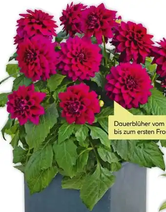 BayWa Dahlien Angebot