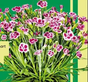 BayWa Prinzess-Nelke Angebot