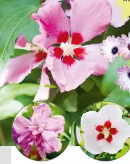 BayWa Straucheibisch Hibiscus syriacus Angebot
