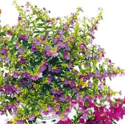 BayWa Japanische Scheinmyrthe Flori Glory Angebot