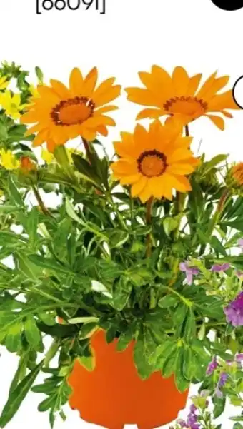 BayWa Beet- und Balkonpflanzen Angebot