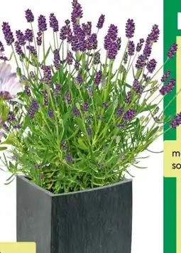 BayWa Lavendel Angebot