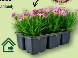 Aldi Nord Gardenline Nelken Pink Kisses Angebot