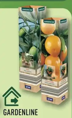 Aldi Nord Gardenline Mediterrane Pflanze Angebot