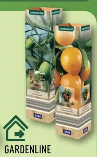 Aldi Nord Gardenline Mediterrane Pflanze Angebot