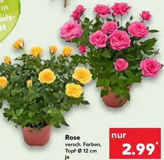 Kaufland Rose Angebot