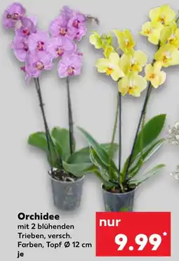 Kaufland Orchidee Angebot