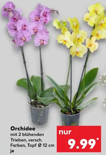 Kaufland Orchidee Angebot