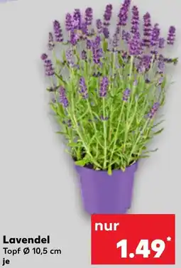 Kaufland Lavendel Angebot