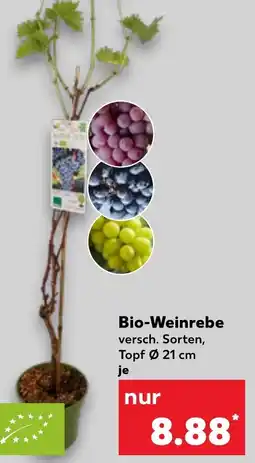 Kaufland Bio-Weinrebe Angebot